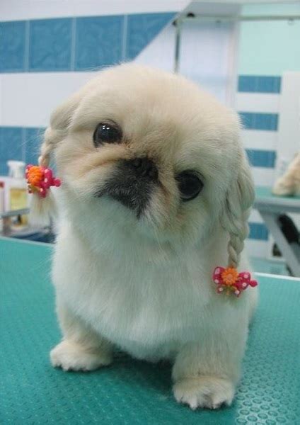 15 Best Pekingese Haircut Styles For 2020 Petpress