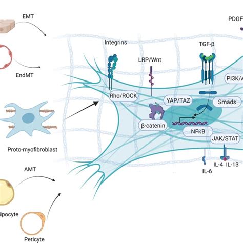 Myofibroblast Origins And Pathway Activation During Fibrosis The Download Scientific Diagram