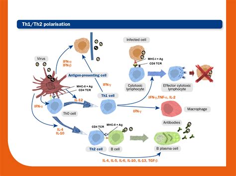 Immunity Against Prrs Virus Prrs Control