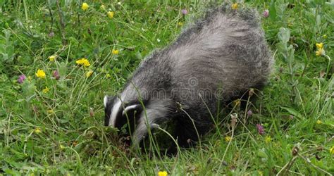 European Badger Meles Meles Adult Walking On Grass Normandy In