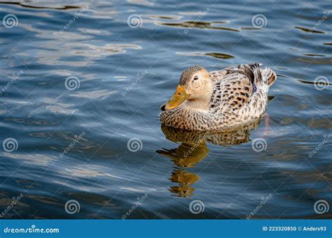 Leucistic Female Mallard Duck With Partial Loss Of Pigmentation Stock