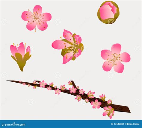 Peach Blossoms stock vector. Illustration of flower, peach - 17643891