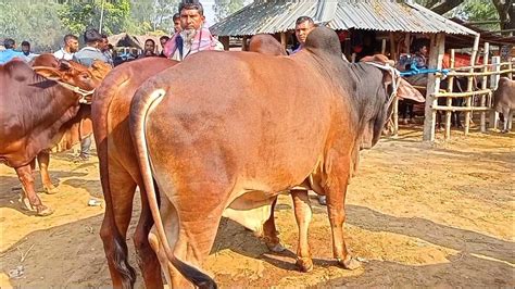 আজ ২৫ ডিসেম্বর নোয়াখালীর খামারী কেমন দামে মাংসের ওজন সহ বড় বড়