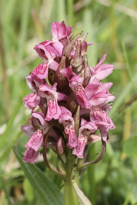 Dactylorhiza Incarnata Early Marsh Orchid Growing On The Flickr