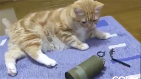 Cat Smoke Grenade Youtube