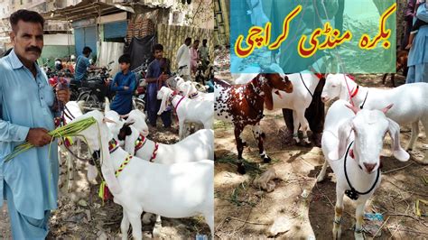 Goat Price Lalukhet Bakra Mandi 2022 Qurbani K Bakro K Rate