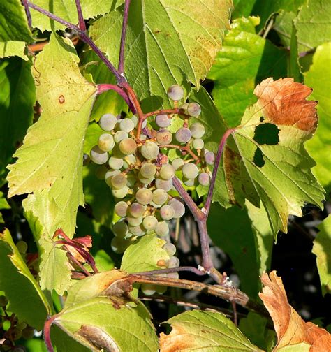 Trees Planet Vitis Arizonica Canyon Grape Arizona Grape