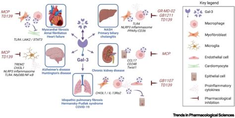 Targeting Galectin In Inflammatory And Fibrotic Diseases Trends In