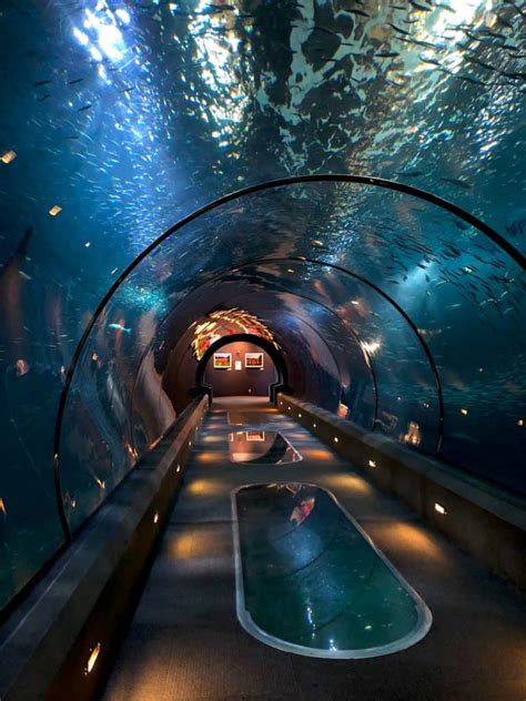 Insider's guide to the Oregon Coast Aquarium in Newport with kids