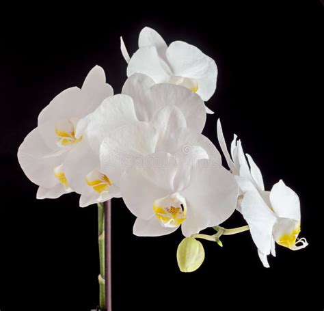 White Orchid Branch Flower Phalaenopsis Isolated On Black Backg Stock