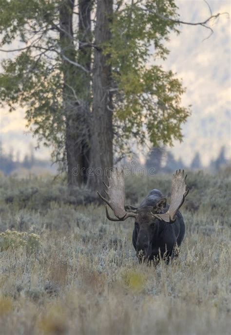 Bull Moose In The Rut In Wyoming In Autumn Stock Photo Image Of