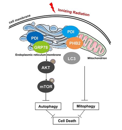 Protein Disulfide Isomerase Regulates Radio S Eurekalert