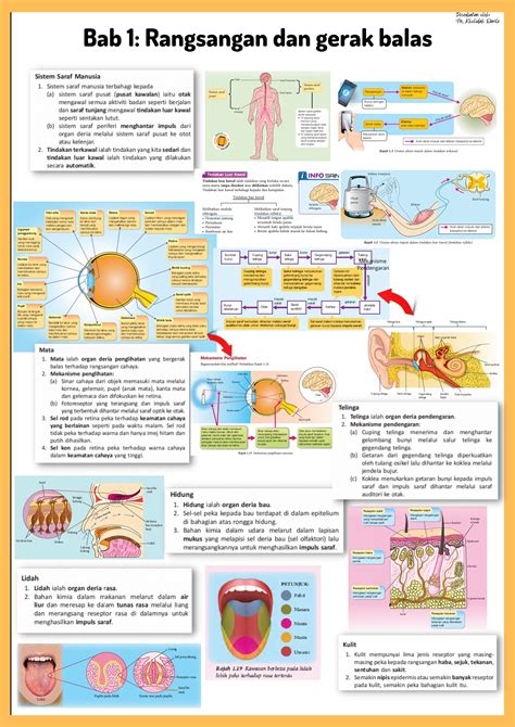 Sains Tingkatan 3 Sains Bab 1 Mekanisme Pernafasan Manusia