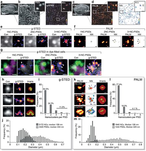 Super Resolution Reveals PSD95 Nanostructure And Synaptic Diversity In