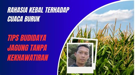 Rahasia Kebal Terhadap Cuaca Buruk Tips Budidaya Jagung Tanpa