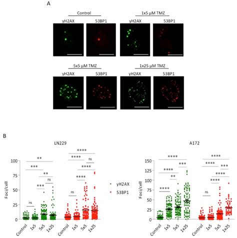 Induction of DSBs measured by γH2AX and 53BP1 staining and foci