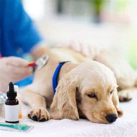 What Causes Diarrhea In Dogs And How To Treat It?