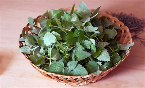 What To Do With Catnip How To Use Catnip Plants From The Garden