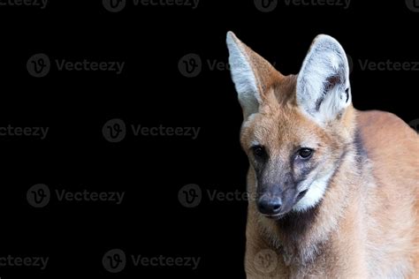 Maned wolf on a black background 22118736 Stock Photo at Vecteezy