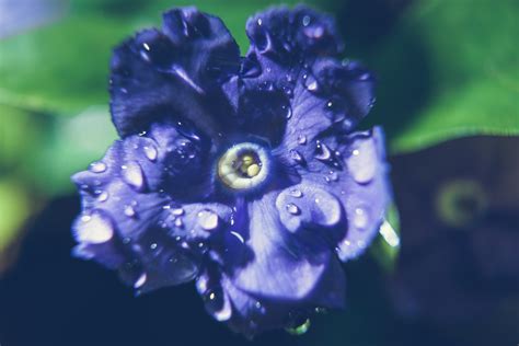 Banco De Imagens Natureza Flor Plantar Flor P Tala Azul Flora