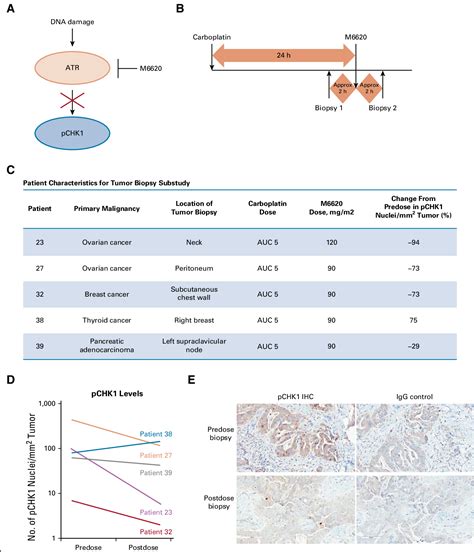 Figure From Phase I Trial Of First In Class Atr Inhibitor M Vx