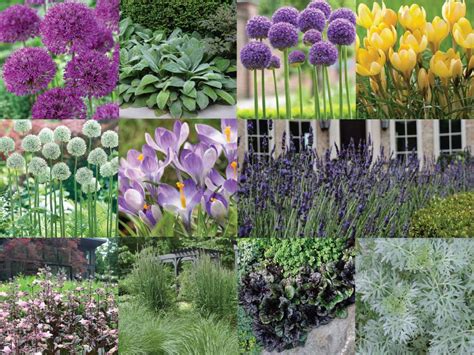 How to Use Alliums in a Naturalistic Garden Design – Longfield Gardens