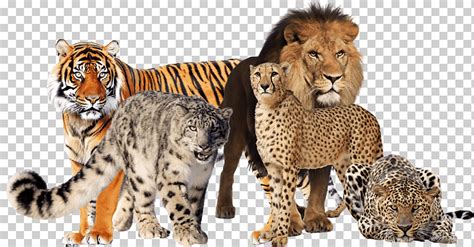 Grandes felinos león jaguar guepardo leopardo y tigre png Klipartz