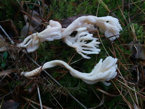 White Coral Fungus From On October