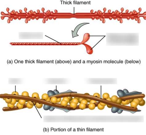 A P Thin And Thick Filaments Diagram Quizlet