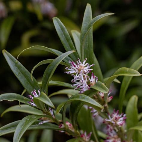 Discover The Sweet Fragrance Of Fragrant Valley Sweet Box Sarcococca