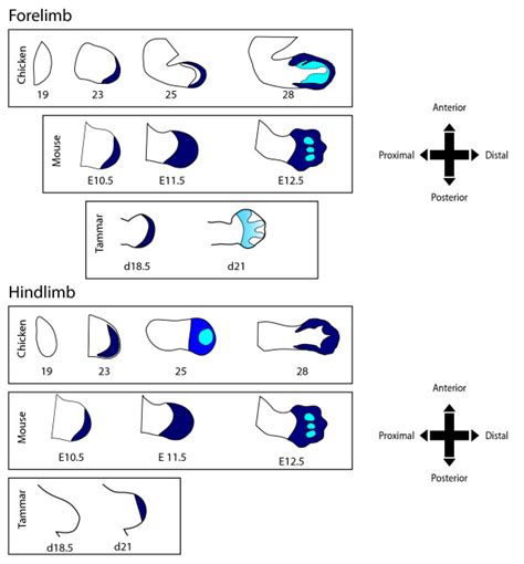 Comparison Of Hoxa13 Expression Patterns In The Mouse Chicken And