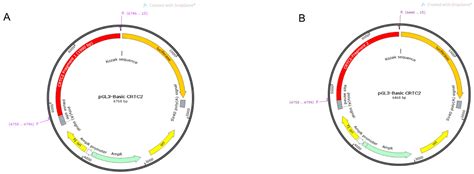 IJMS Free Full Text Function And Transcriptional Regulation Of