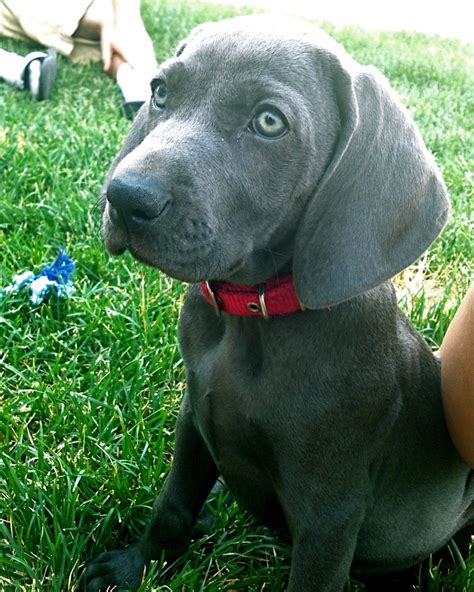 49 Best Images About Weimaraners On Pinterest Beautiful Dogs