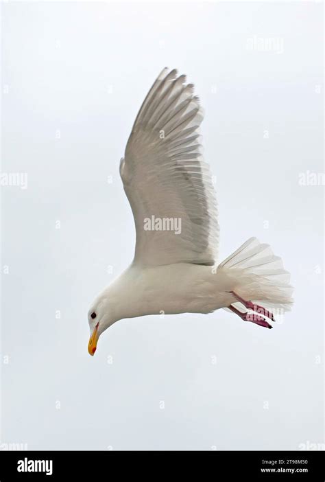 Glaucous Winged Gull Flying Alaska Stock Photo Alamy