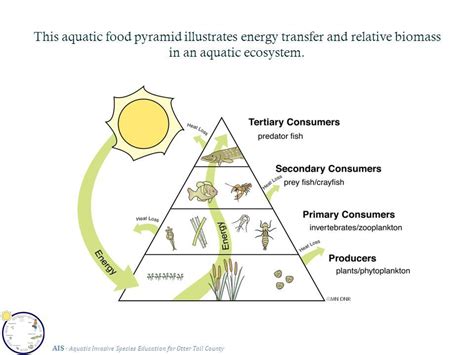 Q Construct an aquatic chain showing four trophic levels - Science - Our Environment - 11032269 ...