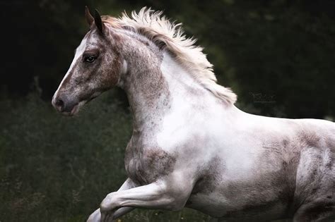 tomspic  horses horse love foals