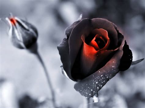 100 Black Rose Wallpapers