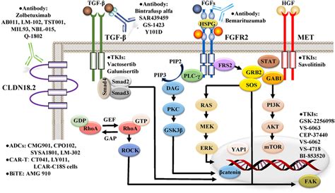 Pivotal Signaling Pathways Including Cldn Tgf Fgfr And Met