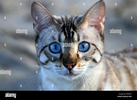 Bengal Cat walking on leash Stock Photo - Alamy