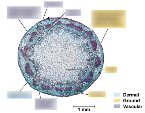 Vascular Bundle In Stem