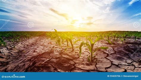 Drought In Corn Field Stock Photo Image Of Corn Climate 93420706