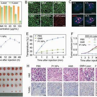 A Relative Viabilities Of Hela Cells After Coincubation With