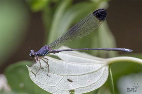 Libélulas y caballitos del diablo carlos2 iNaturalist Chile