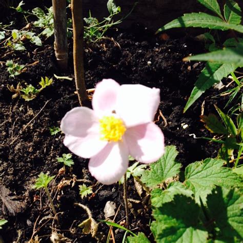 Anemone Hupehensis Var Japonica Alba Japanese Anemone Alba