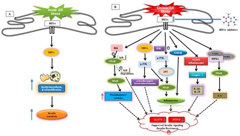 Cells Free Full Text Role Of Endoplasmic Reticulum Stress Sensor