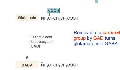 GABA Glycine Flashcards Quizlet