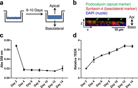 Polarization Of Mammary Epithelial Cells A Transwell System For The