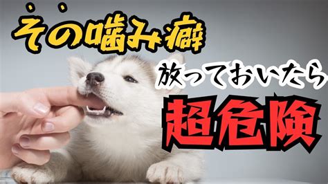 【犬しつけ】【噛みつき】ワンちゃんの噛み癖の直し方を4パターン解説していきます！ Youtube