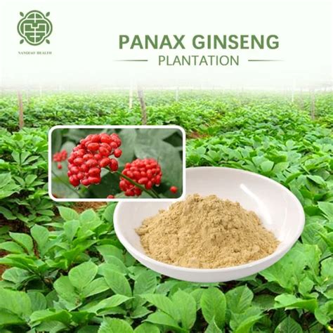 Nq Health Chinese Red Panax Ginseng Root Extract Power For Nerve And Sex Life Herbal Extract