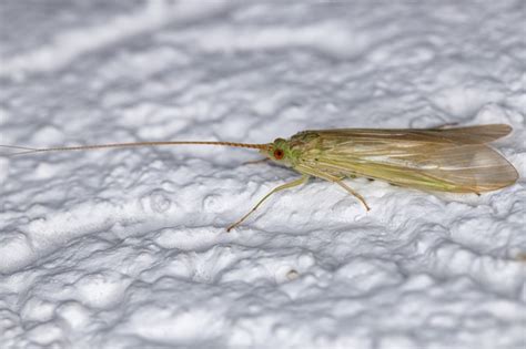 Premium Photo Adult Green Caddisfly Of The Genus Leptonema